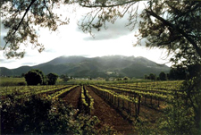 USA-California-California Wine Country Trail